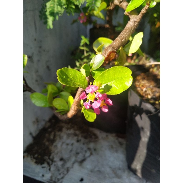 bibit bonsai sianci / cherry barbados