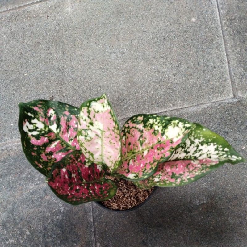 Aglonema DUT tricolour