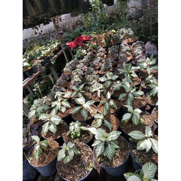 TANAMAN APELANDRA HIJAU