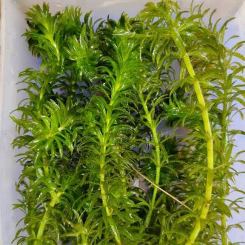 hydrilla tanaman air