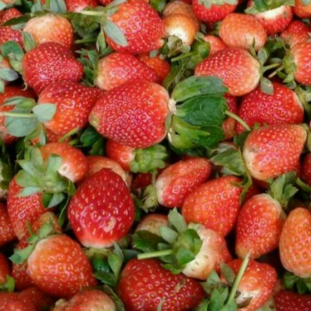 

Stawberry segarr 1 feck 120gm
