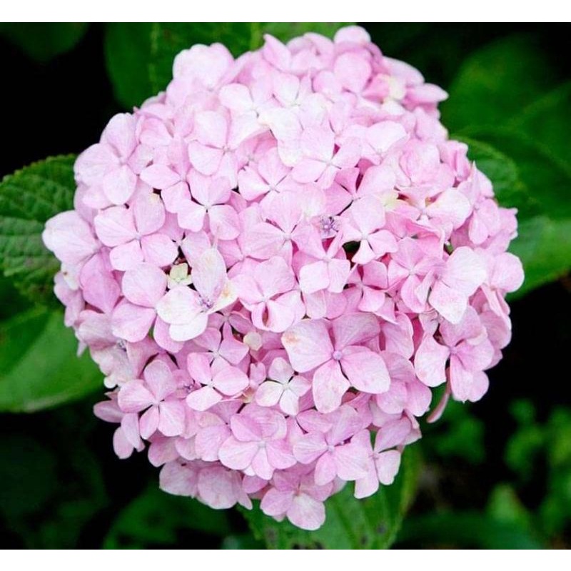 bunga hortensia merah salem import bibit bunga hortensia rimbun