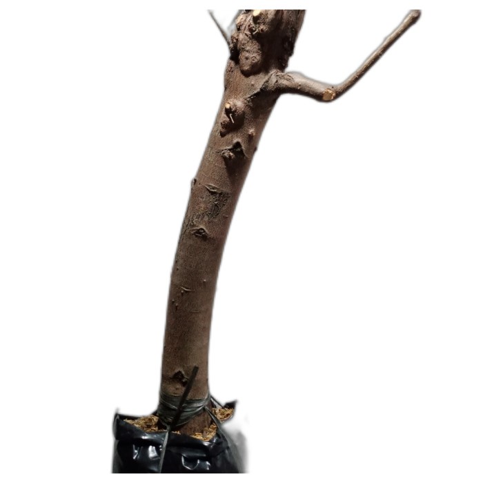 Tanaman Cemara Udang Bahan Bonsai Ukuran Besar Formal