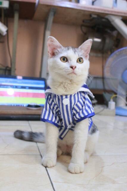 Kemeja ala sailor strip biru lucu untuk kucing dan anjing size S-XL