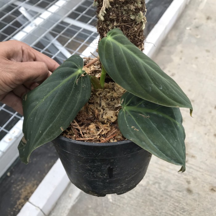 TANAMAN HIAS PHILODENDRON GIGAS SIZE M