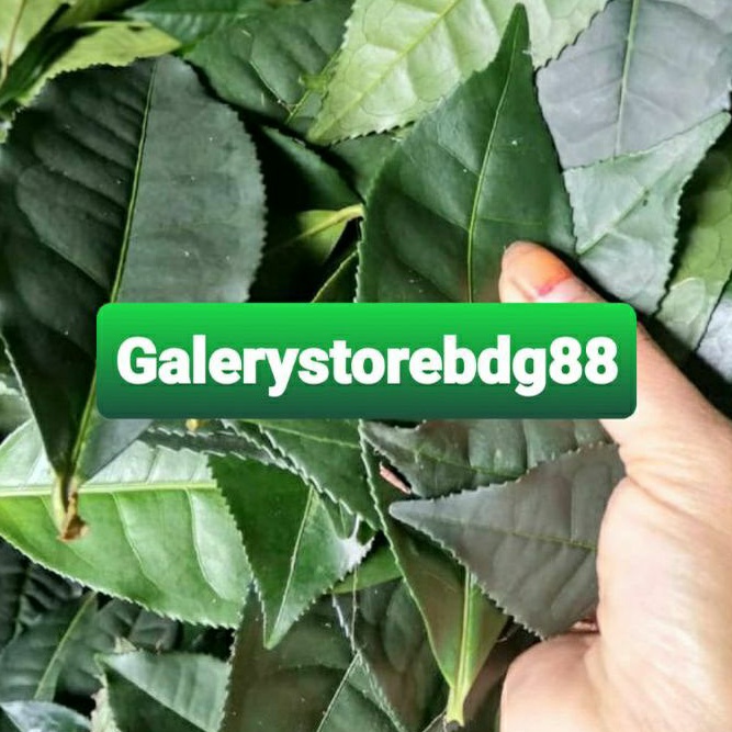 Daun teh hijau segar 250 gram petik langsung