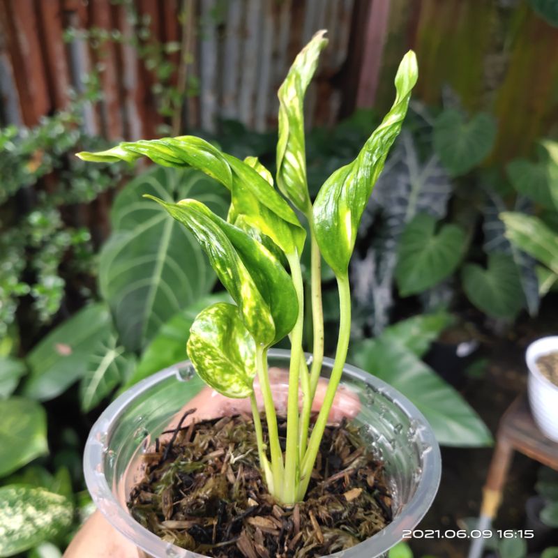 Epipremnum aureum 'Shangrila' variegata