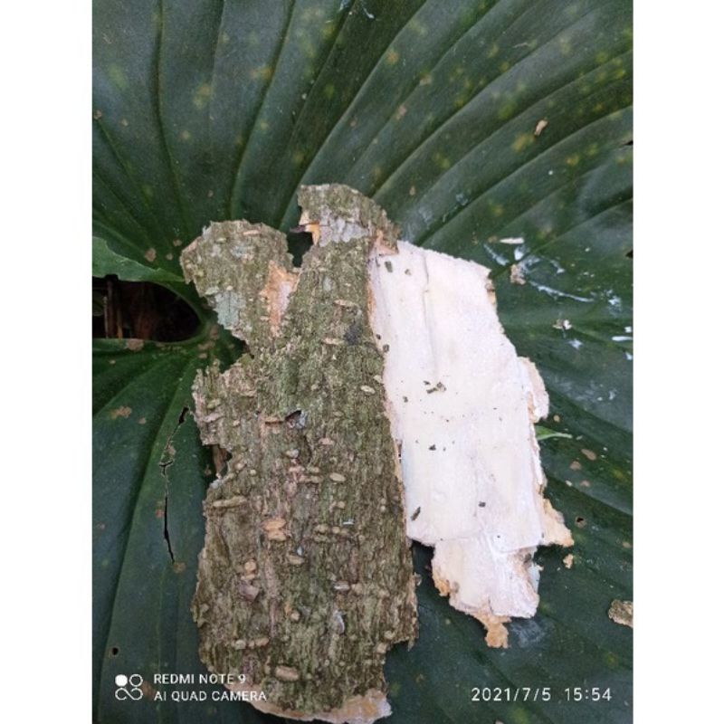 

kulit pohon lame/pule basah 1kg