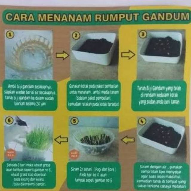 Jual Paket Lengkap Menanam Rumput Kucing Cat Grass Kit Indonesia|Shopee Indonesia