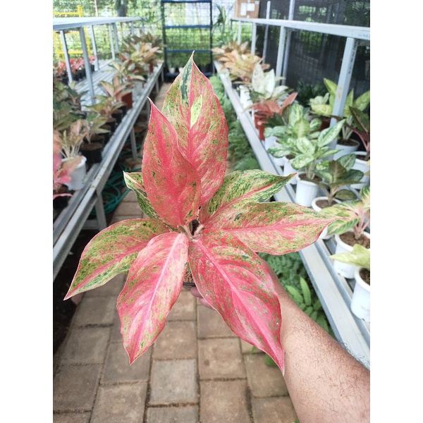 Aglaonema Red Moon