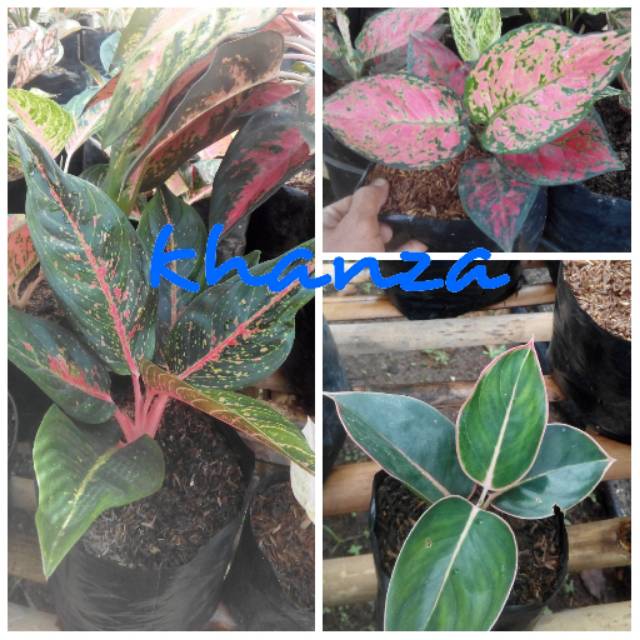 Bibit bubga aglonema hot lady,dut anjemany,lipstik klasik