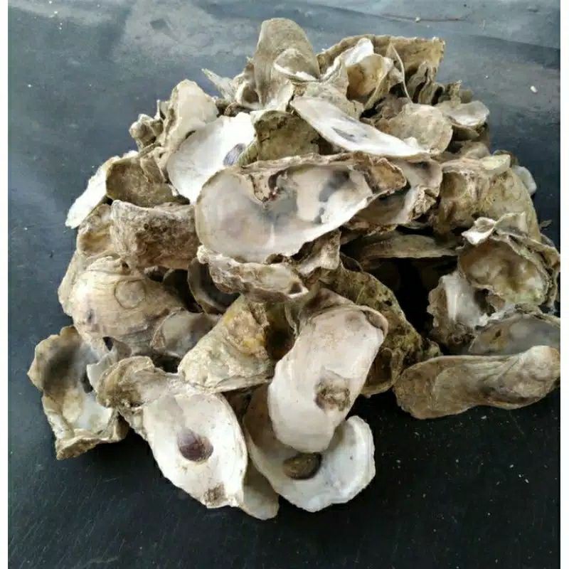 Media filter air kolam KERANG OYSTER 500GR