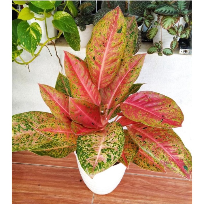 Tanaman hias aglonema bigroy mutasi pink bunga hias aglonema aglaonema big roy murah berkualitas per