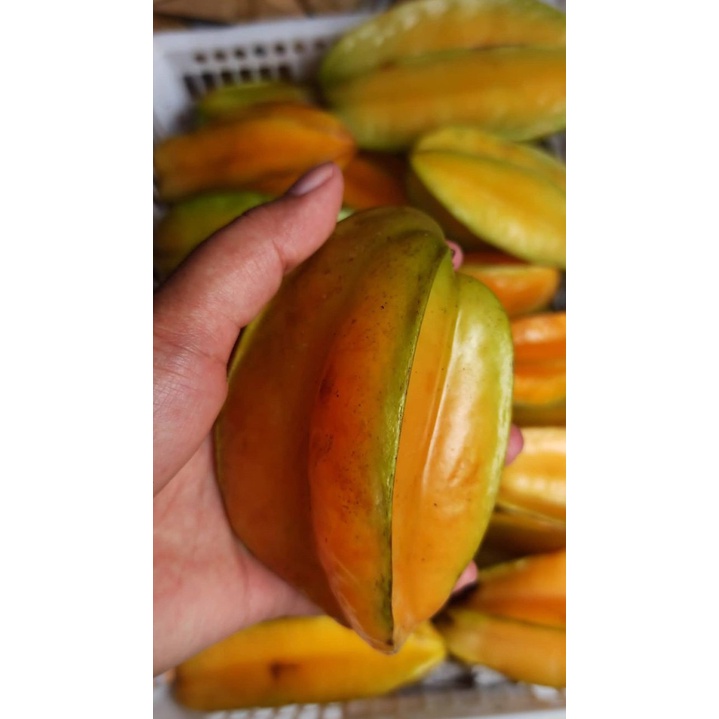 

Buah belimbing 1 kg