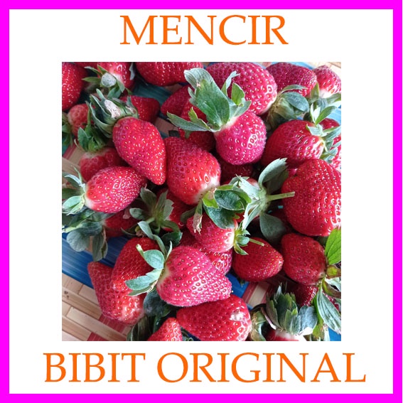 Benih Bibit Strawberry Mencir