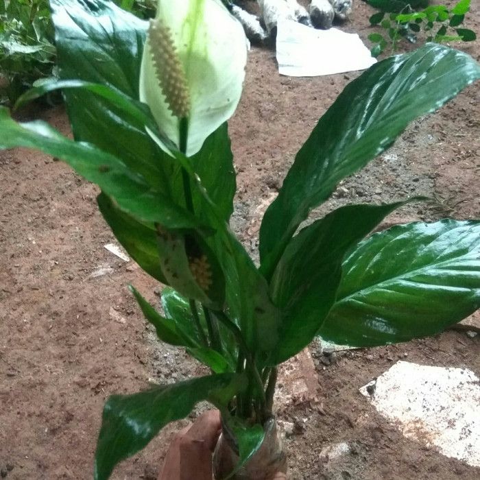 tanaman hias-sepatu filum-tanaman bunga sepatu filum