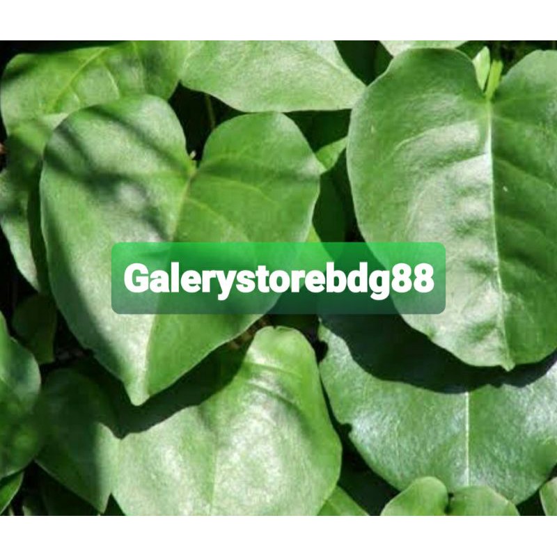 

Daun binahong segar 500 gram petik langsung