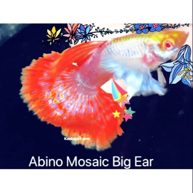 guppy dumbo ear/guppy blue phonix dumbo ear