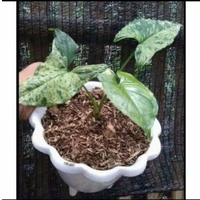 TANAMAN HIAS SYNGONIUM MOJITO// SYNGONIUM MOJITO