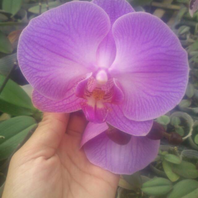 Anggrek bulan taiwan