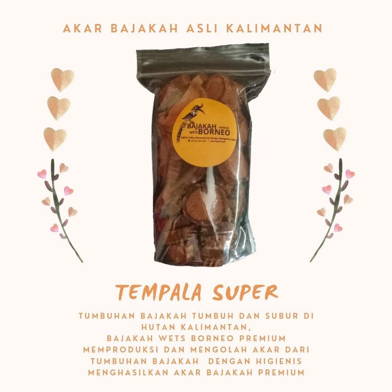 AKAR BAJAKAH ASLI KALIMANTAN ( TEMPALA SUPER)