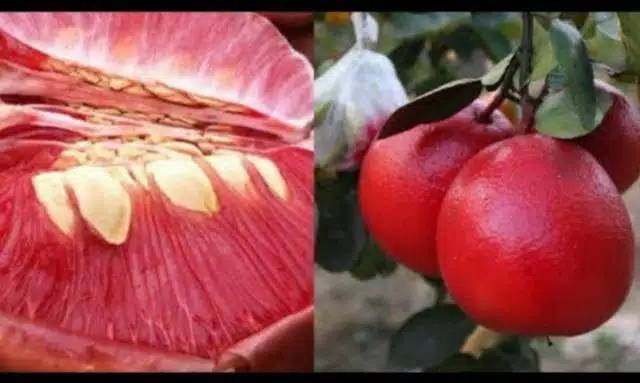 Jeruk Red Pamelow Bibit Buah Jeruk Red Pamelow Asli Original