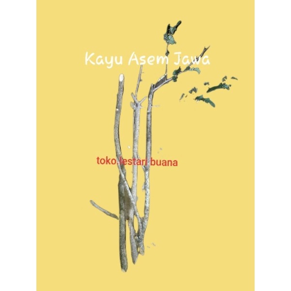 Kayu Ranting Asem Jawa