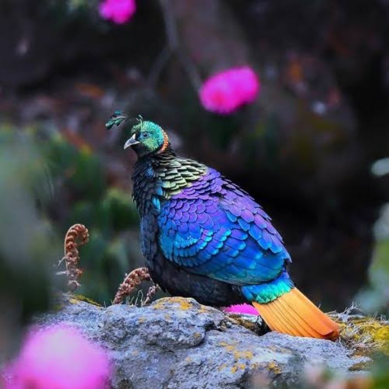 

TELUR AYAM HIAS RINGNECK IMPEYAN PHEASANT FERTIL UNTUK DITETASKAN