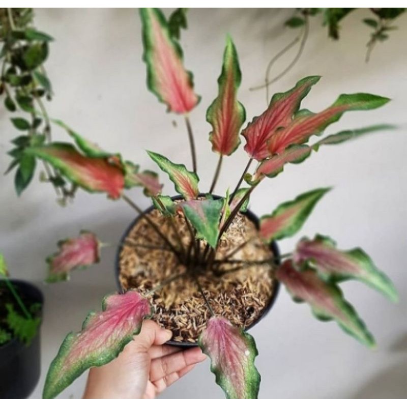 Tanaman hias keladi keris / Caladium Red