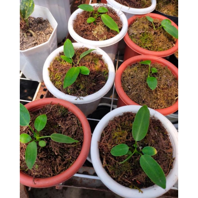 New anakan antherium Lidah Gajah