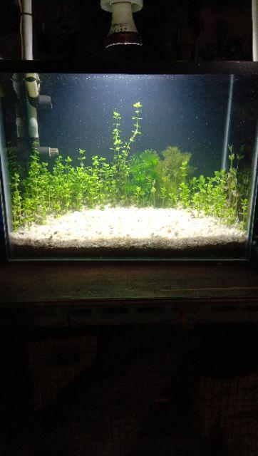 Aqua Segar Macro Plus Pupuk Cair Aquascape 250ml