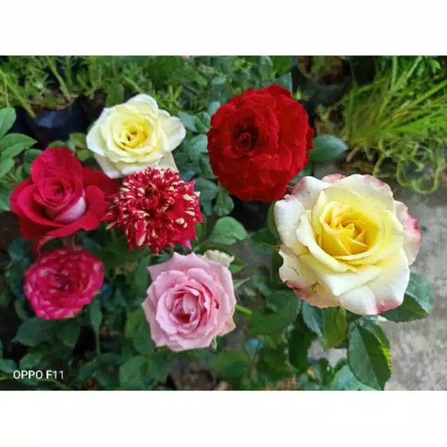 Surat Karantina (khusus Pengiriman  Luar Pulau Jawa)  Harga Per Paket