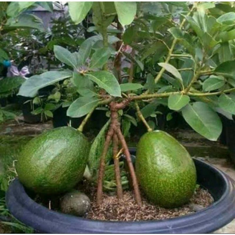 bibit alpukat markus jumbo kendil okulasi