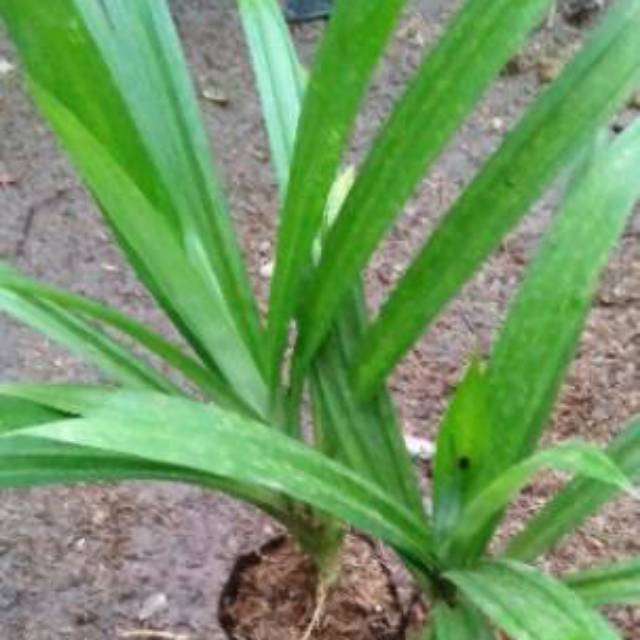 Pohon pandan wangi - pandan wangi