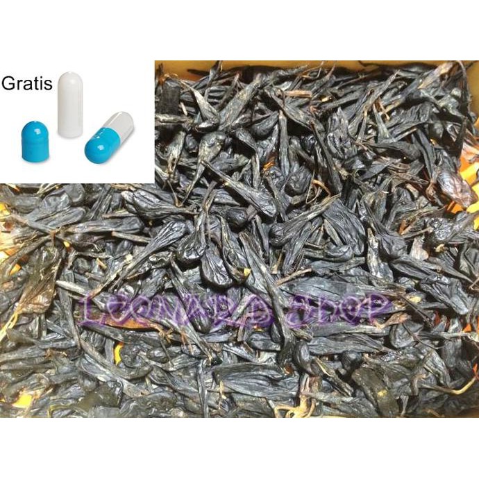 STOK TERBATAS Empedu Ular Cobra Asli (Herbal) MURAAH