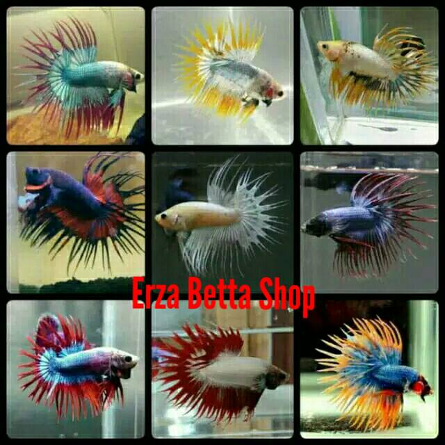 Ikan Cupang Serit Crowntail Ukuran Medium Shopee Indonesia