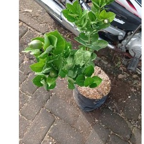 

jeruk lemon berbuah, pengiriman khusus dalam pulau