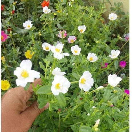 BUNGA. KROKOT. SELAPIS. PUTIH/S8j .TEK.BATANG