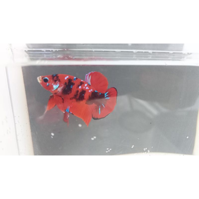 Ikan Cupang Red Koi Galaxy
