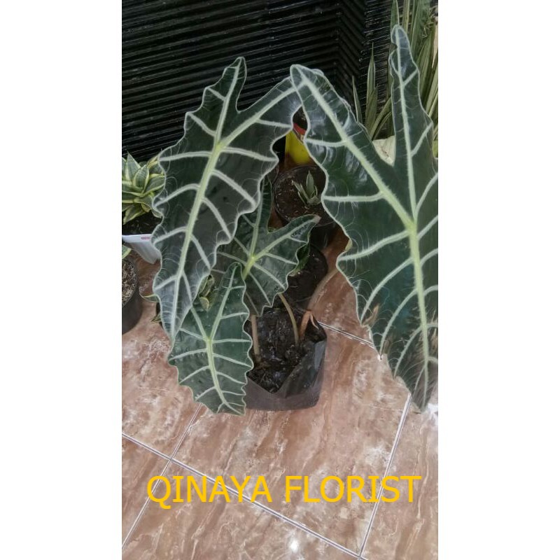 Keladi Amazon | alokasia keladi amazon