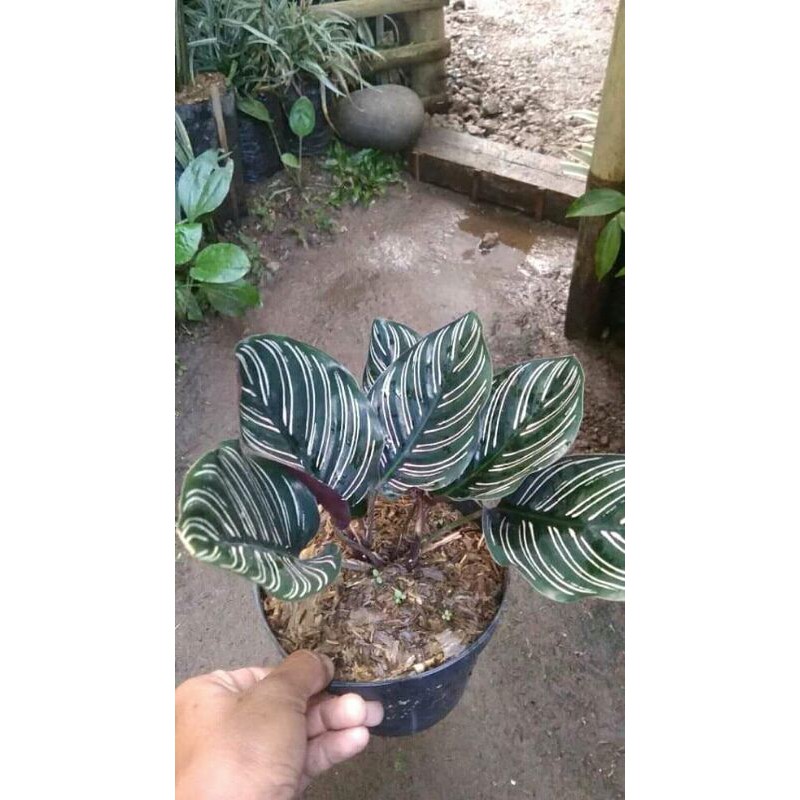 tanaman hias calathea ornata