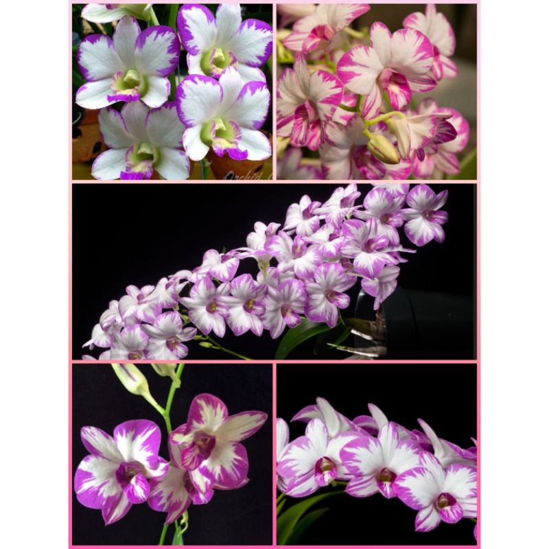 Dewasa anggrek enobi