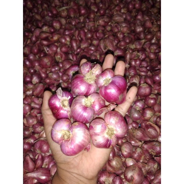 

Bawang merah Super
