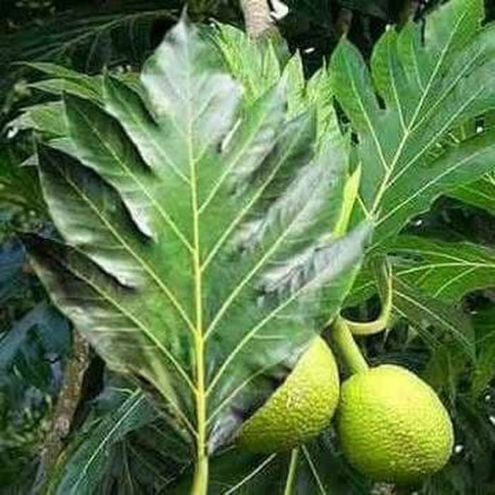 

Bubuk Daun Sukun 500 g Serbuk Artocarpus communis/altilis Premium