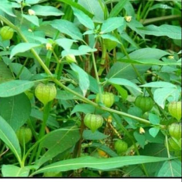 

Daun Ciplukan Cecenet Segar 1 kg