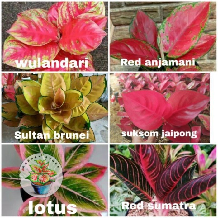 PAKET 6 BONGGOL AGLONEMA