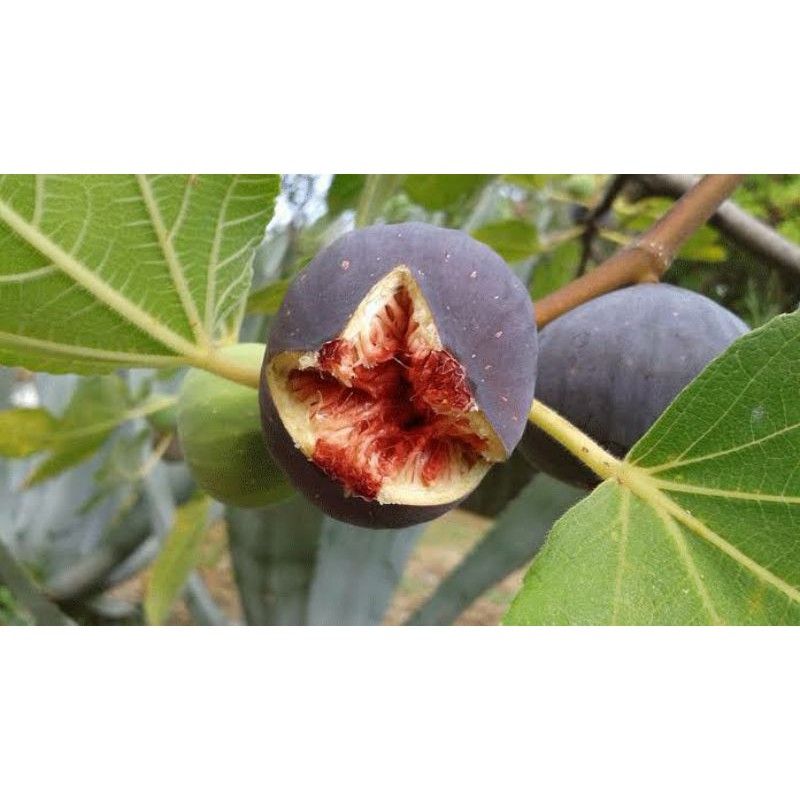 

Buah tin yordania langsung dari kebun
