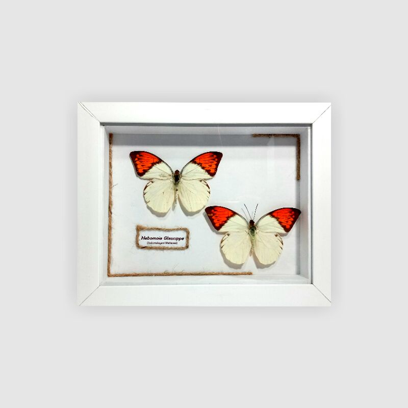 Frame_Awetan_Serangga