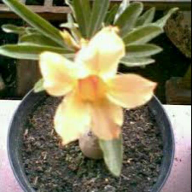 Bibit kamboja kuning