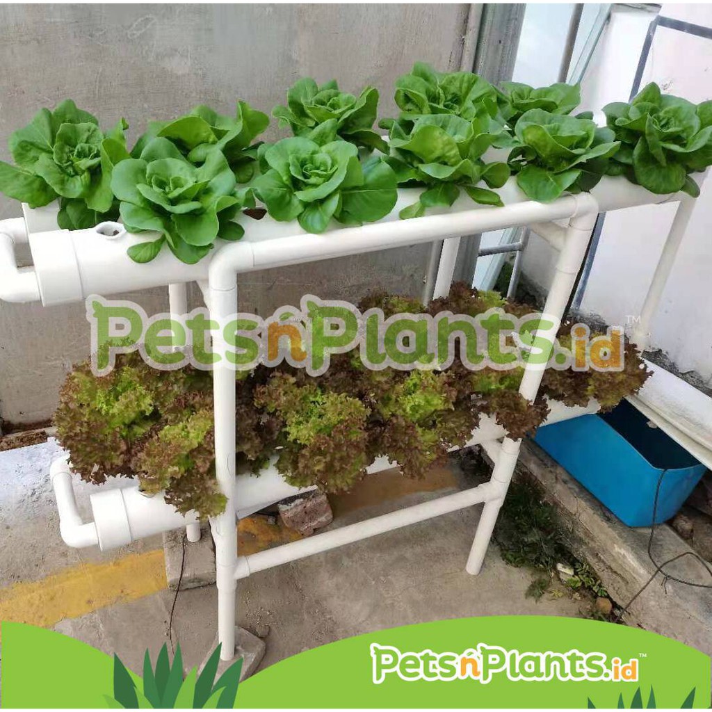 HIDROPONIK SET LENGKAP PIPA 3,5 INCH 9 CM FOOD GRADE IMPORT 40 LUBANG PENGGANTI SISTEM DUTCH BUCKET